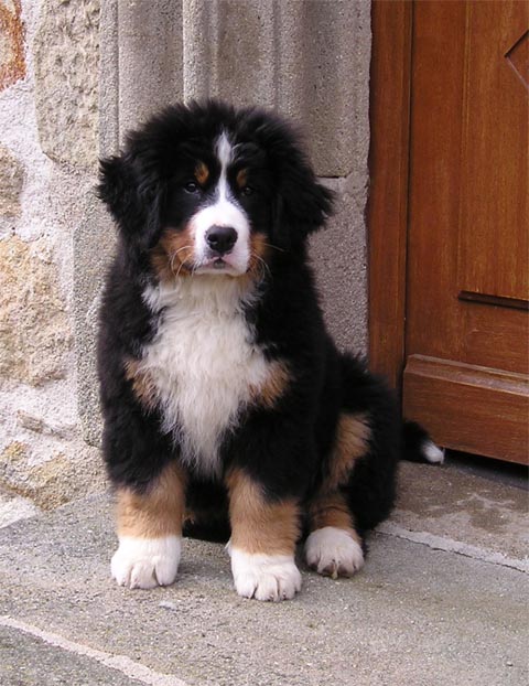Bambou fille de Si Belle x Tom Pouce